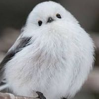 未診断、可 解離性同一性障害の方達や理解を深めたい方々が集ってのんびりする場所