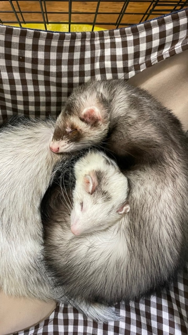 大分フェレット飼いさんのオープンチャット