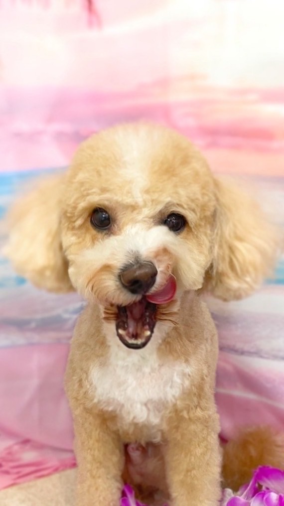 みわ🐶小屋