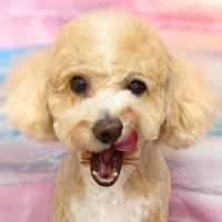 みわ🐶小屋