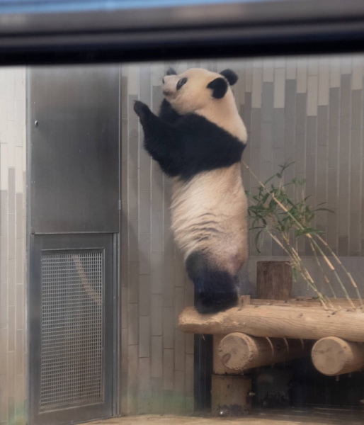 おこもりシャンシャン おんなじ気持ち