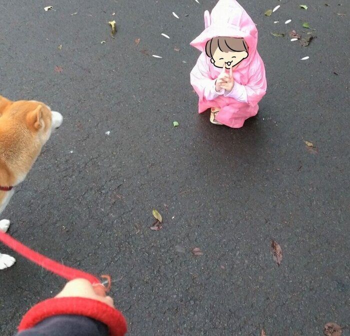 雨に濡れた柴犬タロさん ドライヤーに もういいです いぬのきもちnews