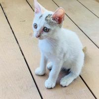 小鋼筆🖌們的不動產經紀人/地政士上岸群