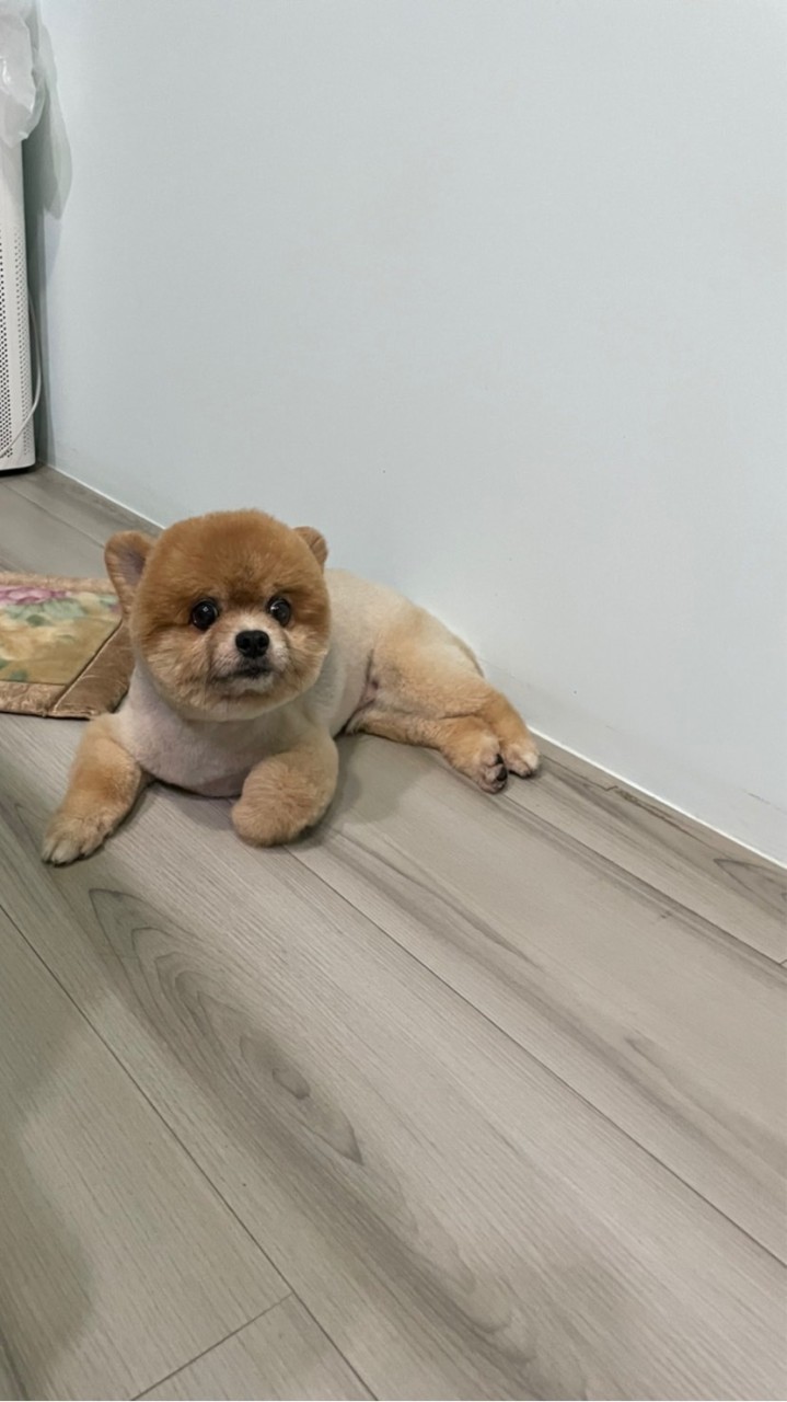 狗汪汪小天地