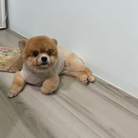 狗汪汪小天地