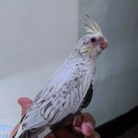 玄鳳卡妹 分享綜合社群