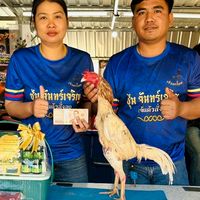 ก๋อยง่อน จันทร์เจริญ บุรีรัมย์🇹🇭