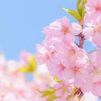 🌸とうらぶイラスト部🌸