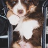 The Little Breed Farms ขายลูกสุนัข ชิสุผสมพุดเดิ้ล