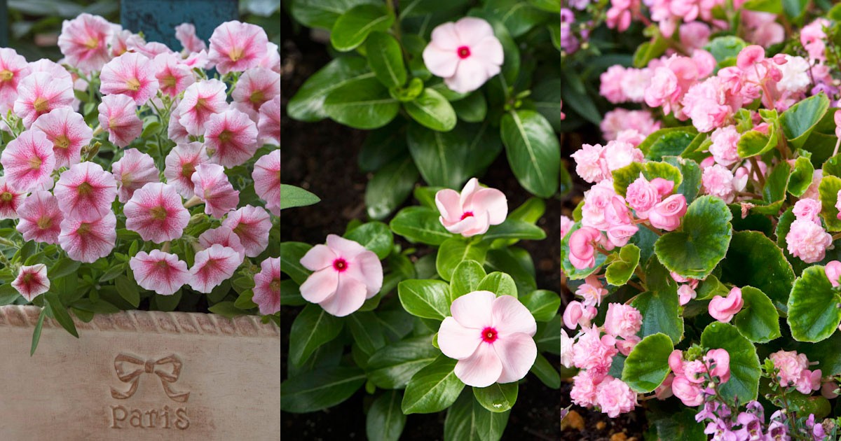 可愛く涼しげな花色 夏のお家ガーデニングにおすすめのピンクの花6選