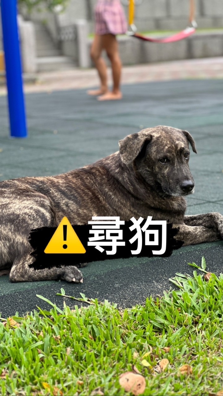 桃園協尋虎斑犬-OA(喔欸）