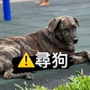 桃園協尋虎斑犬-OA(喔欸）