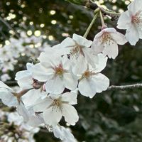 神道入門〜暮らしの中の神道生活