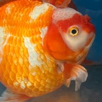 鰭開得勝