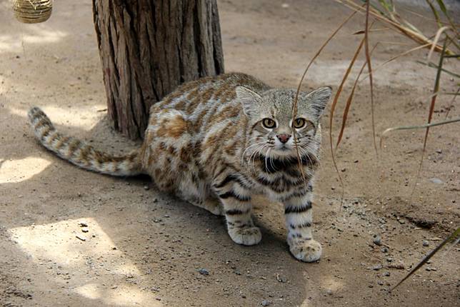 Siap Grak! 10 Spesies Hewan Keluarga Kucing Yang Jarang Diketahui 