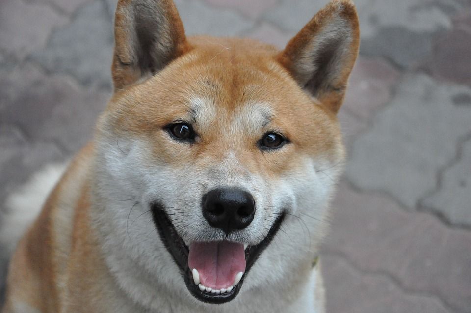 Jadi Anjing Favorit Di Jepang Ini Fakta Shiba Inu Yang Menggemaskan