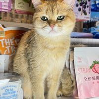 แก๊งปลาเหมียว พรีออเดอร์