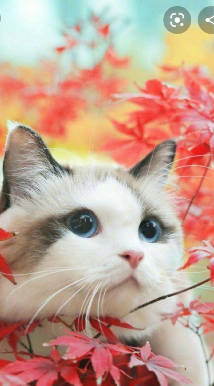 嚕嚕