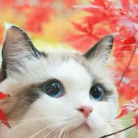 嚕嚕