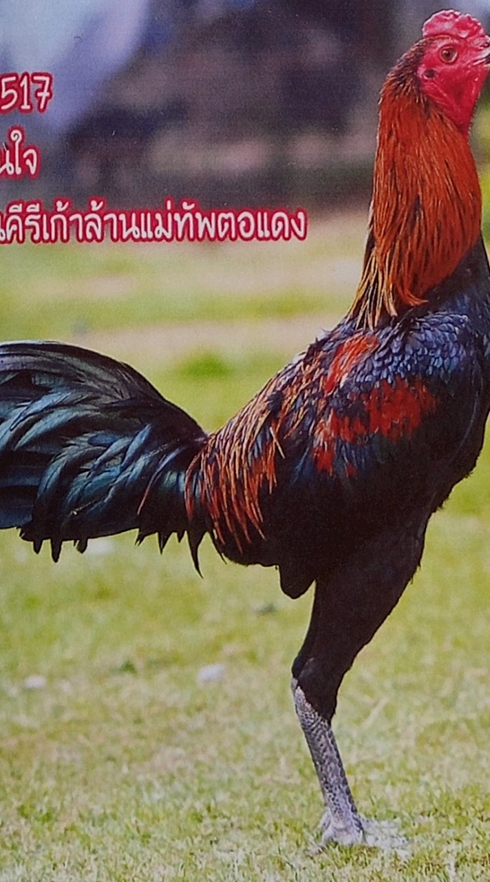สิงห์ทองฟาร์ม มุกดาหาร