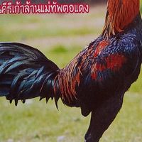 สิงห์ทองฟาร์ม มุกดาหาร