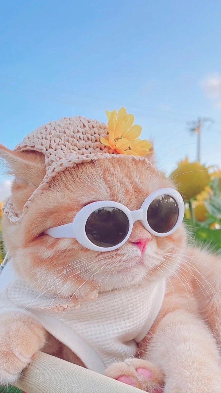 瑄の直播通知群🌻