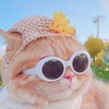 瑄の直播通知群🌻