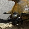 昆虫大好きな小中高校生集え！(小中高校生限定！)