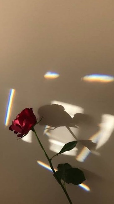 折　　⌒     薔薇　　🥀　    .