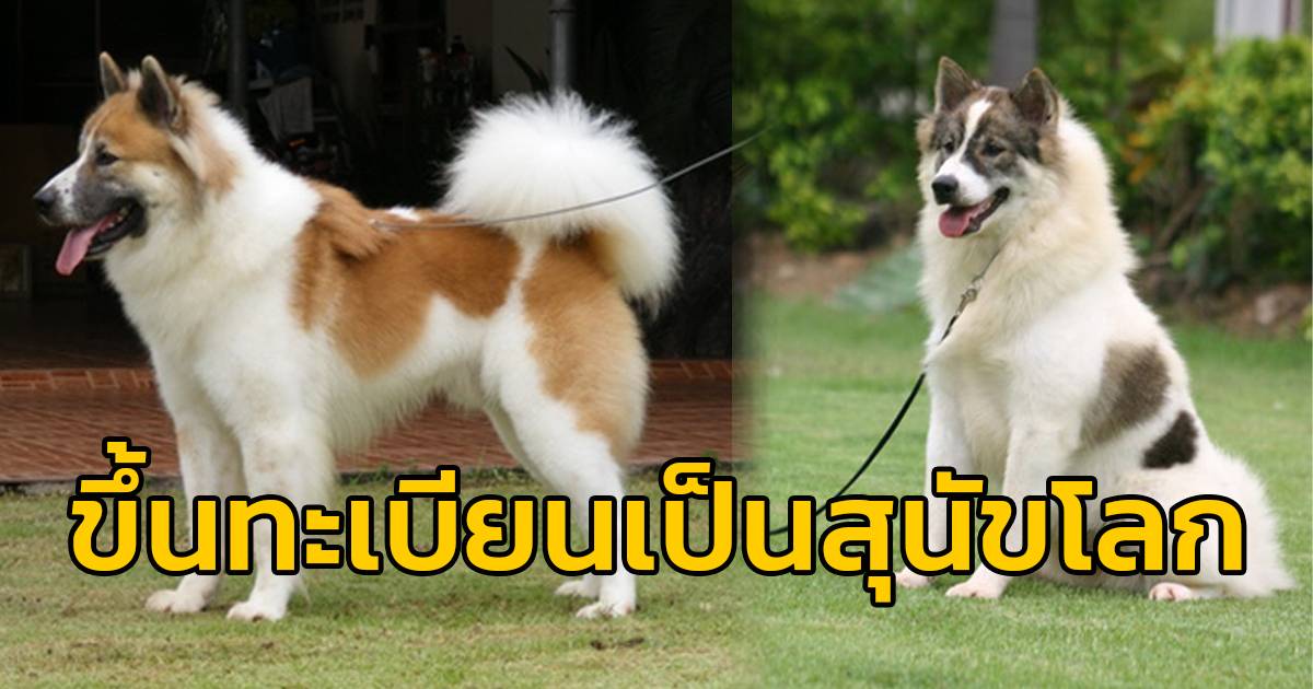 Fci ขึ้นทะเบียนสุนัขพันธุ์ 