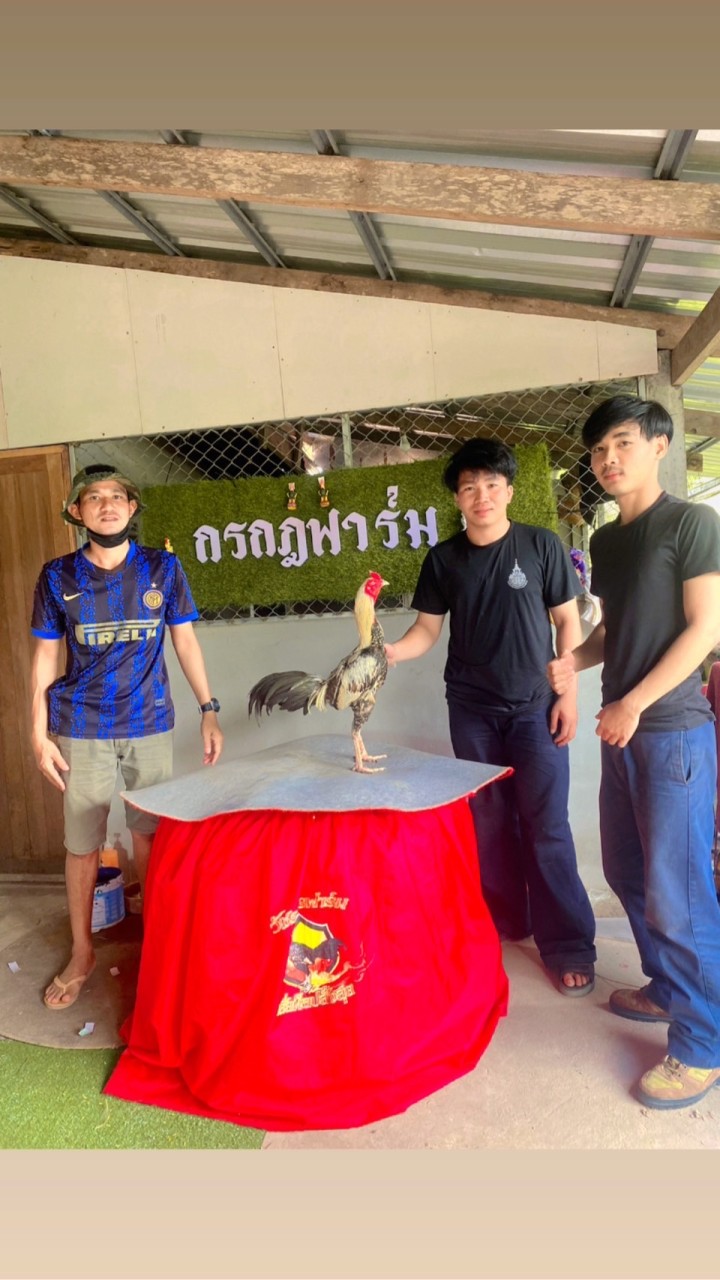 กรกฎ ฟาร์ม🫶🏻🐓💗(พัฒนาพม่าตีเชิง เบอร์เเข้งดีดี)