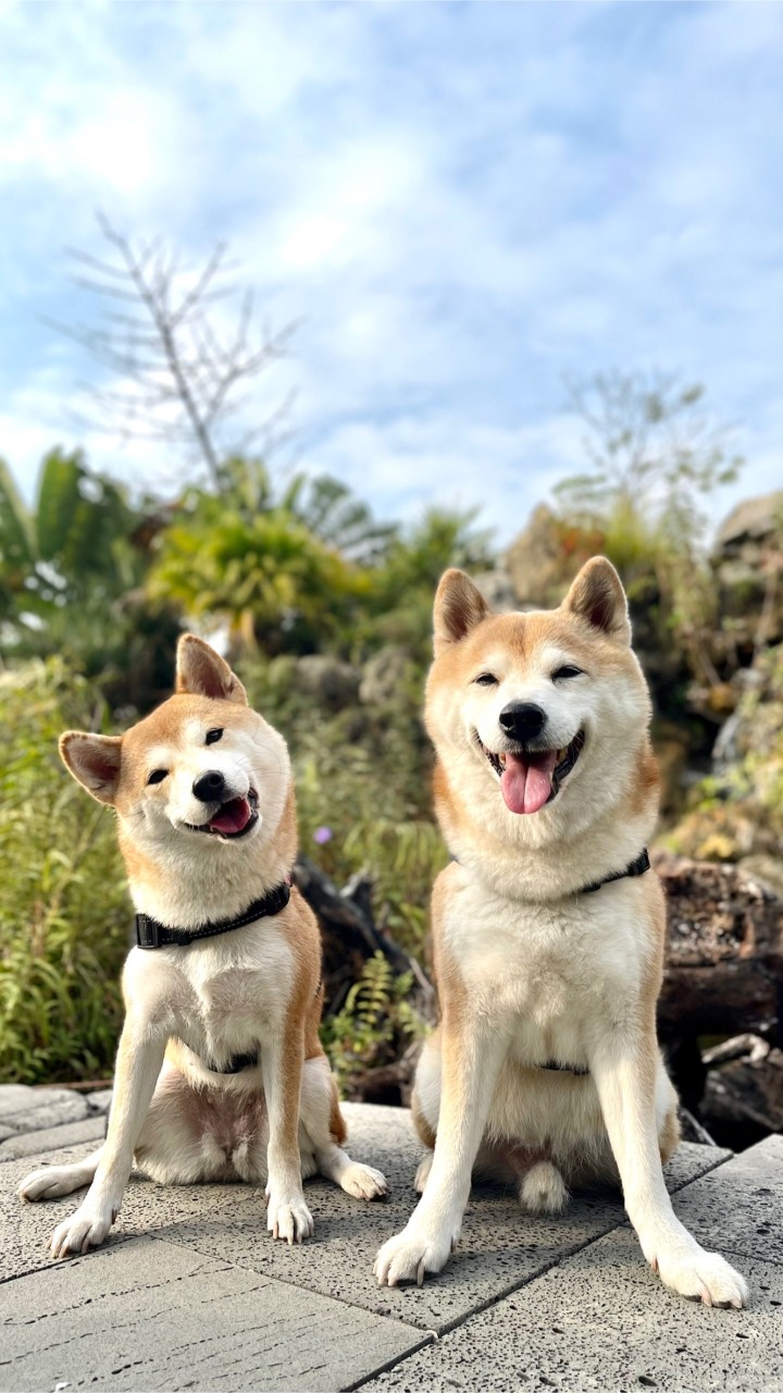 比比的秘密花園～🐕寵物友善環境空間