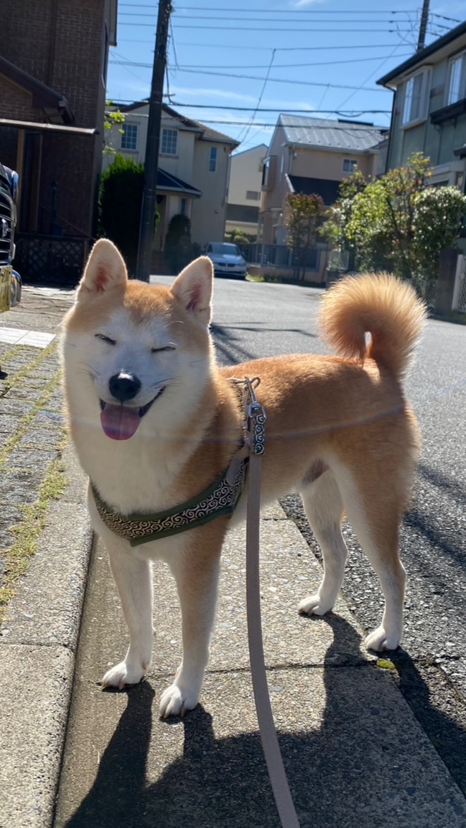🆕近澤組🐕💚