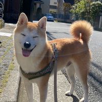 🆕近澤組🐕💚