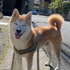 🆕近澤組🐕💚