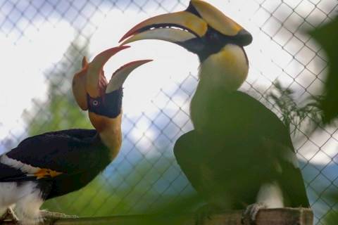 Foto Melihat Koleksi Burung Taman Safari Di Jantho Aceh Besar