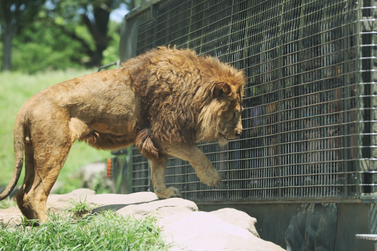 九州自然野生動物園 1370