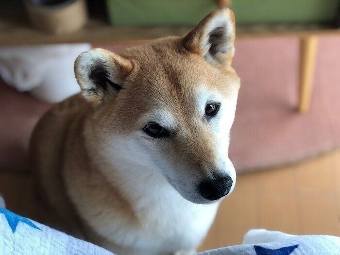 扇風機の前なのに 逆に暑い 秋田犬とパパ