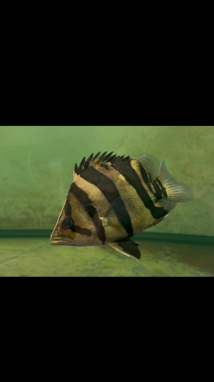 精品虎魚分享交流
