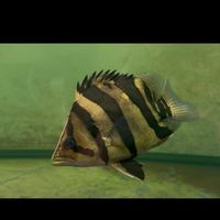 精品虎魚分享交流