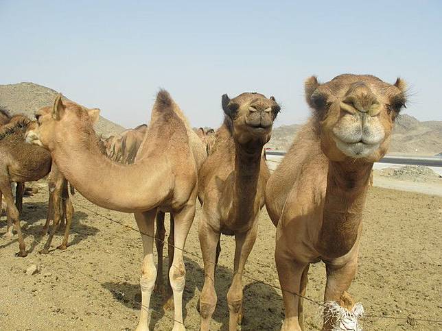 Inilah Alasan Mengapa Unta Bisa Memakan Kaktus Yang Berduri Tajam