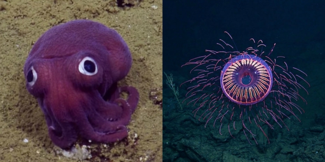 6300 Gambar Hewan Laut Tercantik Gratis