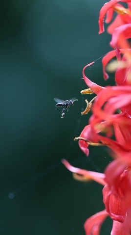 與迎蜂一起歡迎無蟄蜂回家