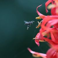 與迎蜂一起歡迎無蟄蜂回家