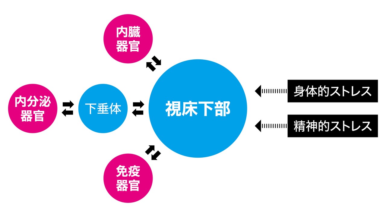 謎多き存在 自律神経 その正体を突きとめろ