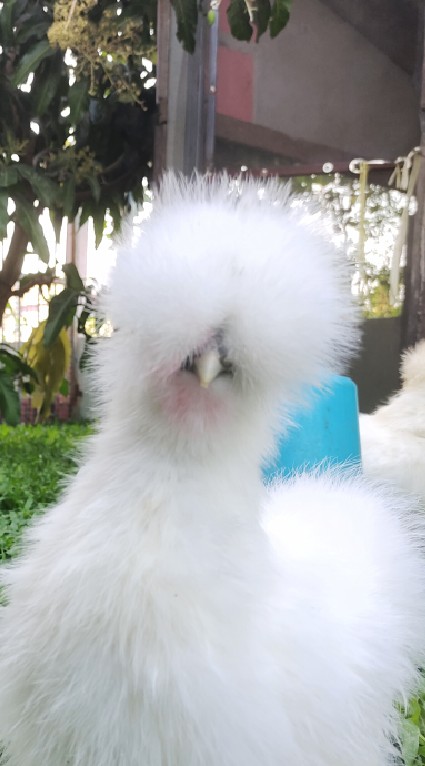 ซื้อขายไก่ซิลกี้