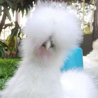 ซื้อขายไก่ซิลกี้