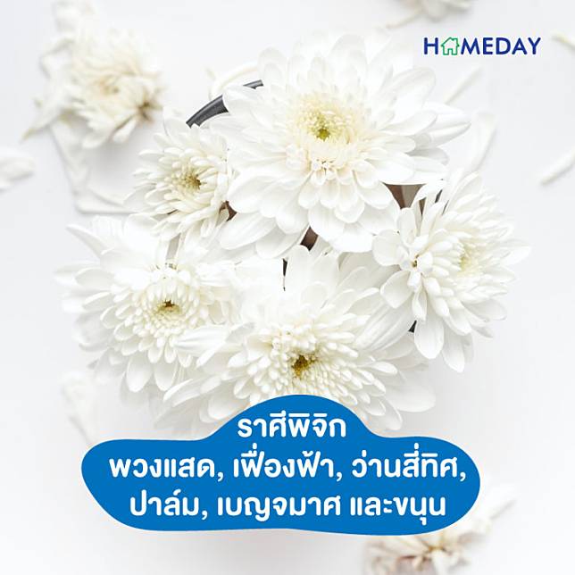 ต้นไม้มงคล รวยทรัพย์ ประจําราศี | Homeday | Line Today