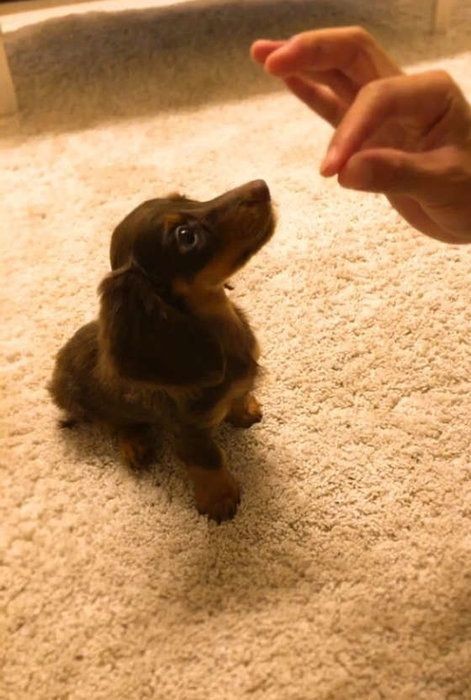 犬にバカにされているのは飼い主のせい