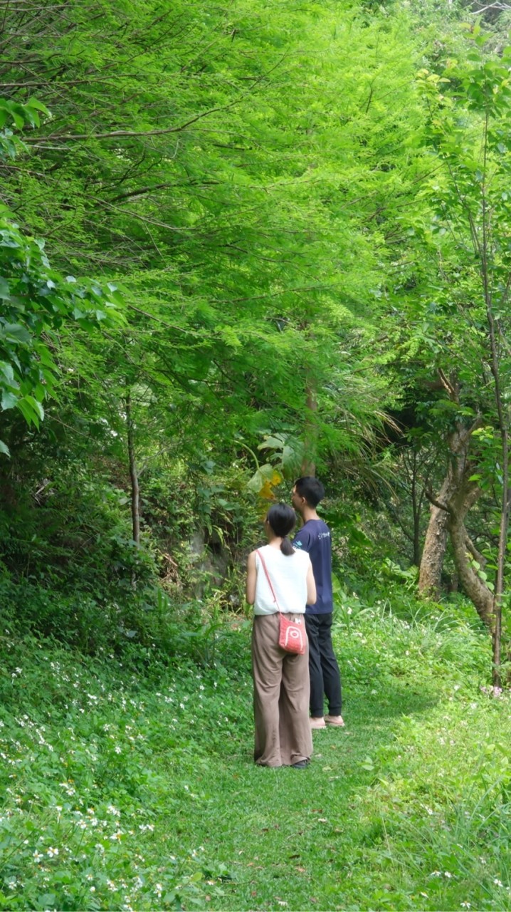 🌳眾森之友的山林記事